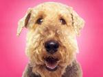 dog_147