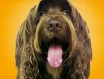 dog_148