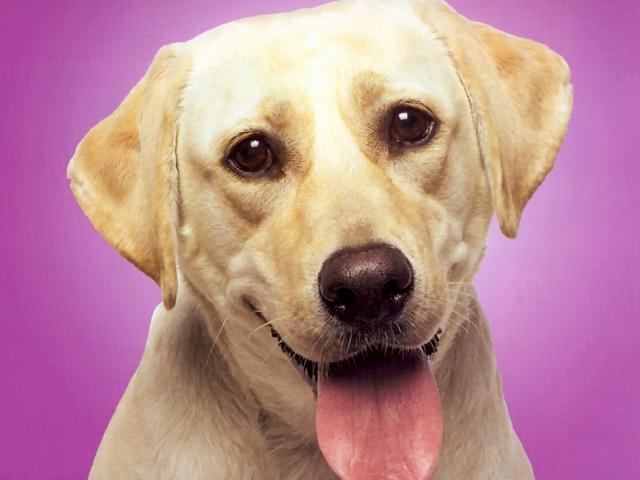 dog_149