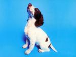 dog_151