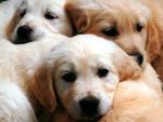 dog_153