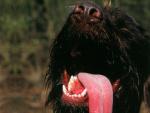 dog_155