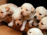 dog_156