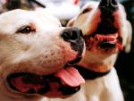 dog_158