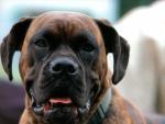 dog_159
