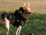 dog_160