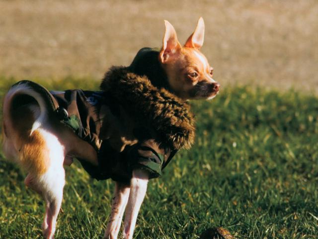 dog_160