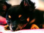 dog_161