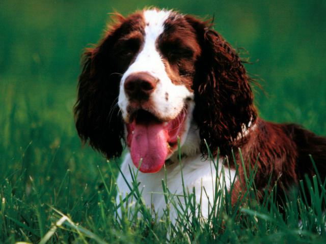 dog_162