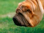 dog_163