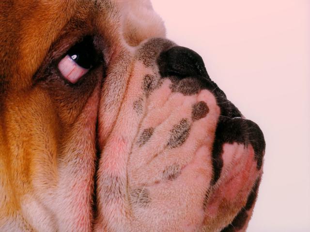 dog_166