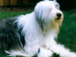 dog_167