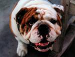 dog_168