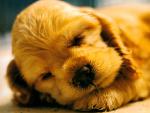 dog_170