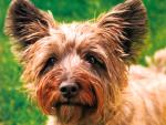 dog_172