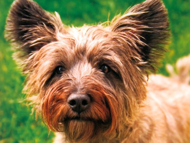 dog_172