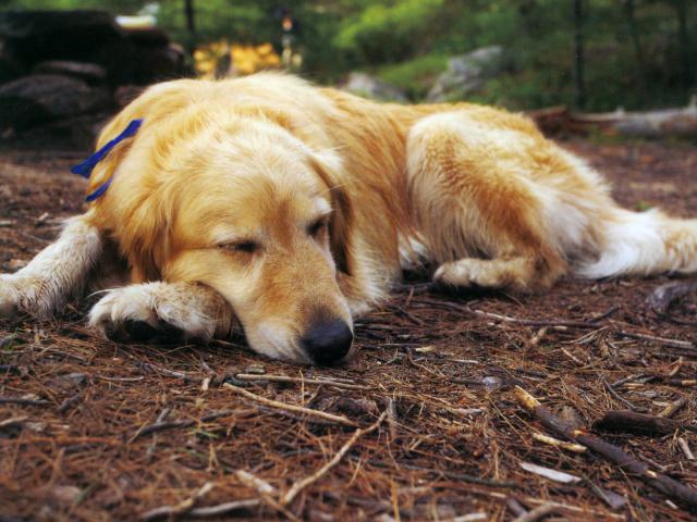 dog_175
