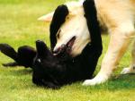 dog_181