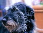 dog_182