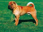 dog_184