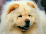 dog_185
