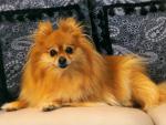 dog_187