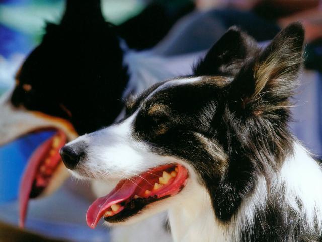 dog_188