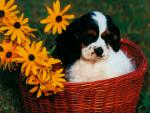 dog_189