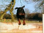 dog_190