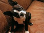dog_192
