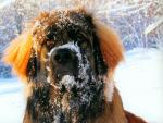 dog_194