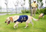 olympic_dog