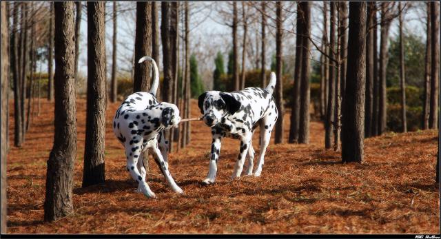 dog_200