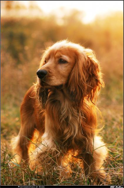 dog_201