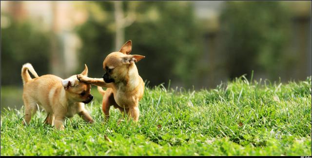 dog_203