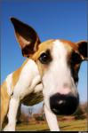 dog_204