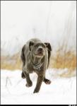 dog_205