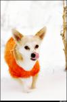 dog_206