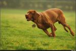 dog_207