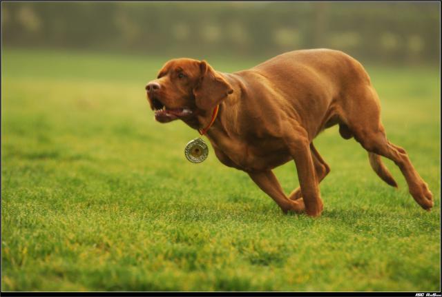 dog_207