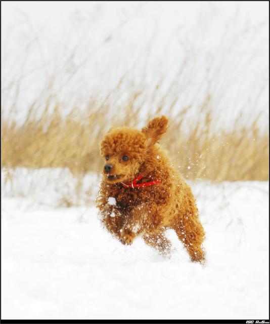 dog_208
