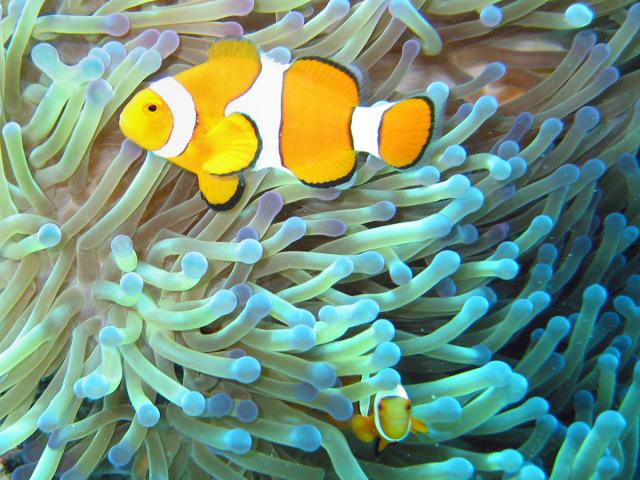 ocean-life-200