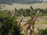 africa_016