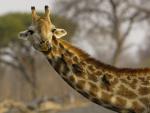 africa_025