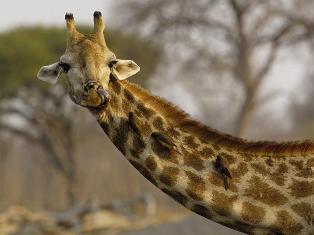 africa_025