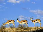 africa_034