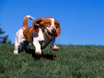dog_209
