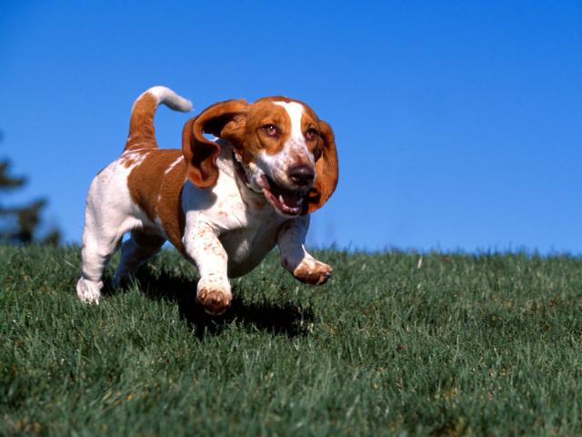 dog_209