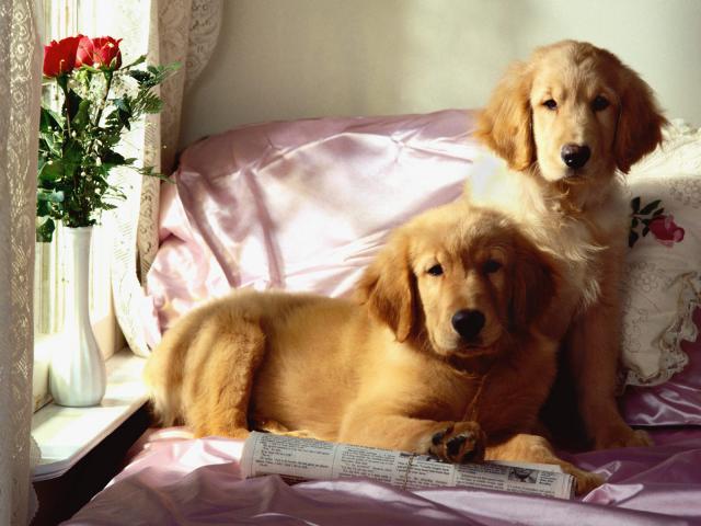 dog_210