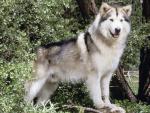 dog_213